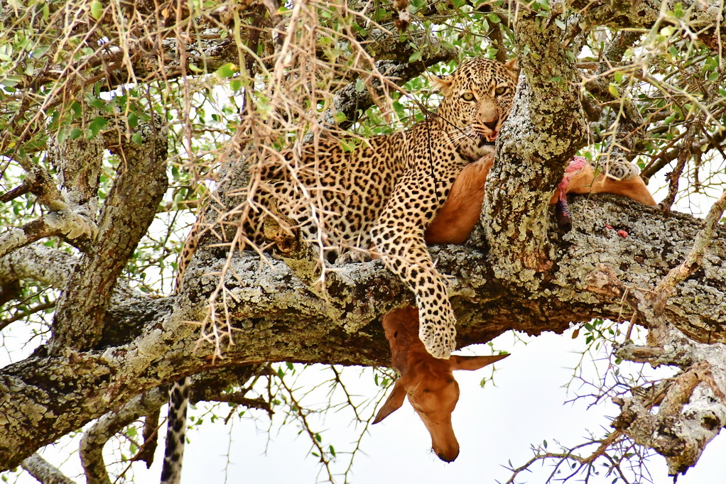 Masai Mara Nat. Reserve